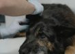 miedo al veterinario