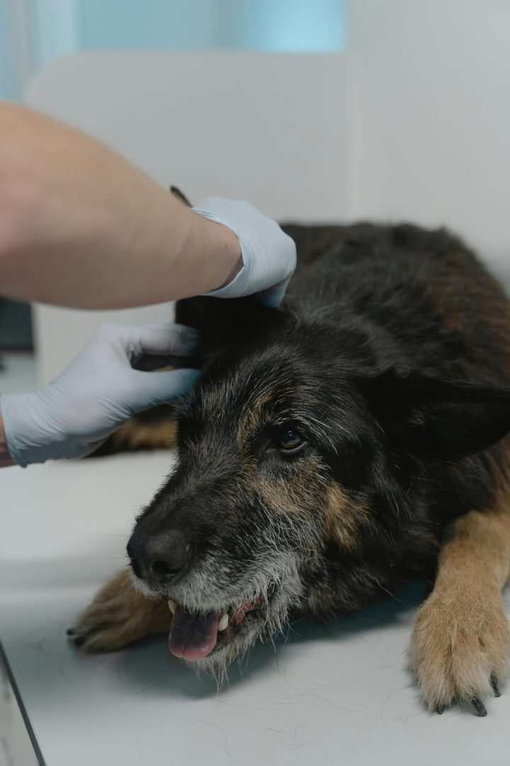 Mi perro tiene miedo al veterinario miedo al veterinario