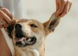 Qué enfermedades pueden transmitir los perros a los humanos