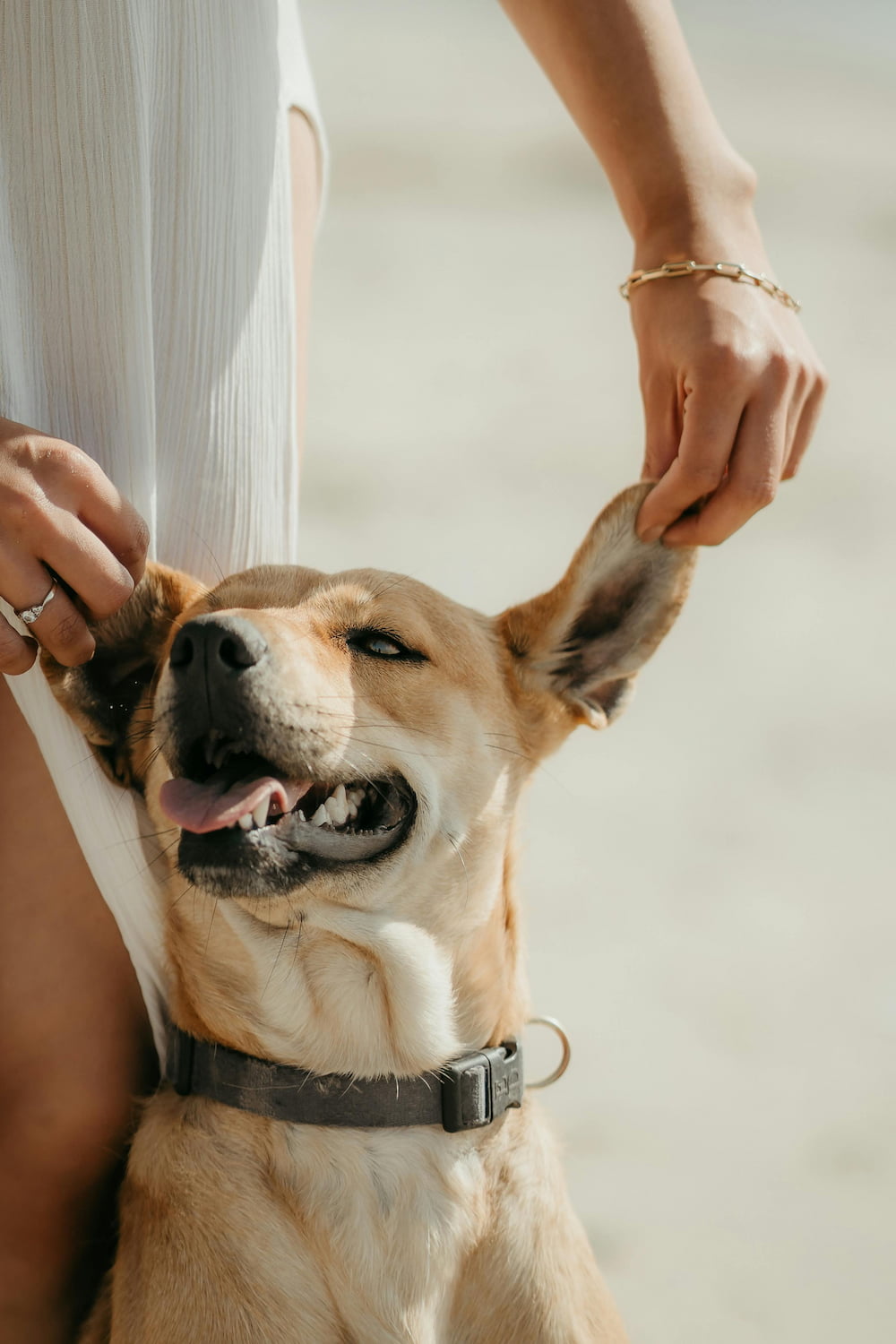 Qué enfermedades pueden transmitir los perros a los humanos