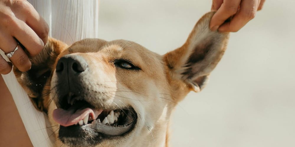 Qué enfermedades pueden transmitir los perros a los humanos 1 Qué enfermedades pueden transmitir los perros a los humanos
