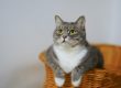 Problemas derivados del sobrepeso y la obesidad en gatos