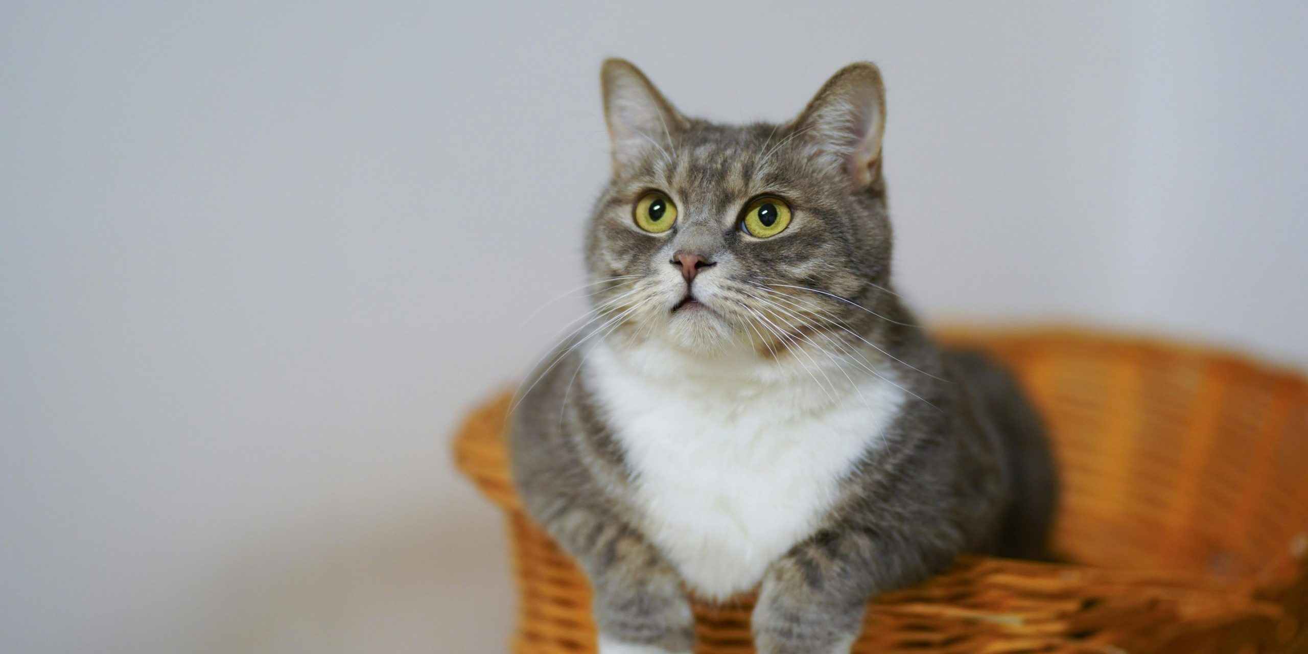 Problemas derivados del sobrepeso y la obesidad en gatos Problemas derivados del sobrepeso y la obesidad en gatos