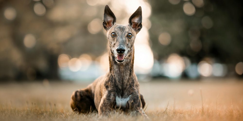 el galgo español (1) galgo español