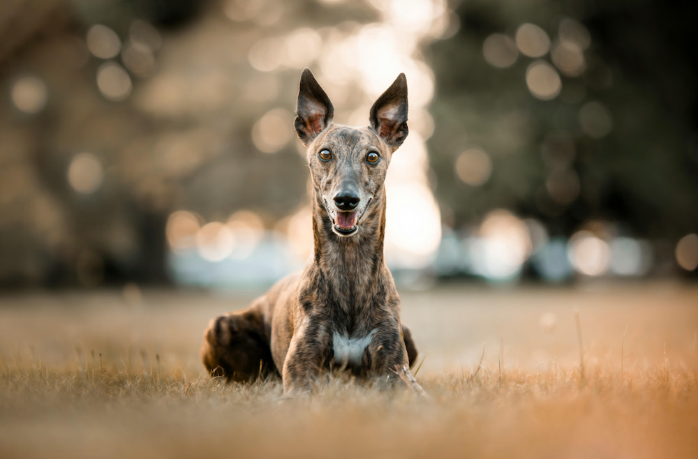 galgo español