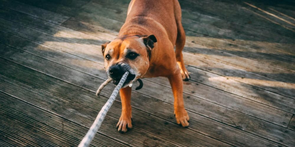 A mi perro no le gusta que lo acaricien