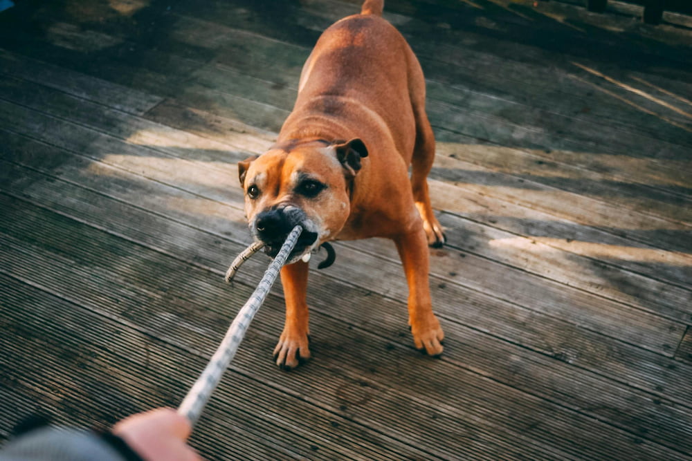 A mi perro no le gusta que lo acaricien