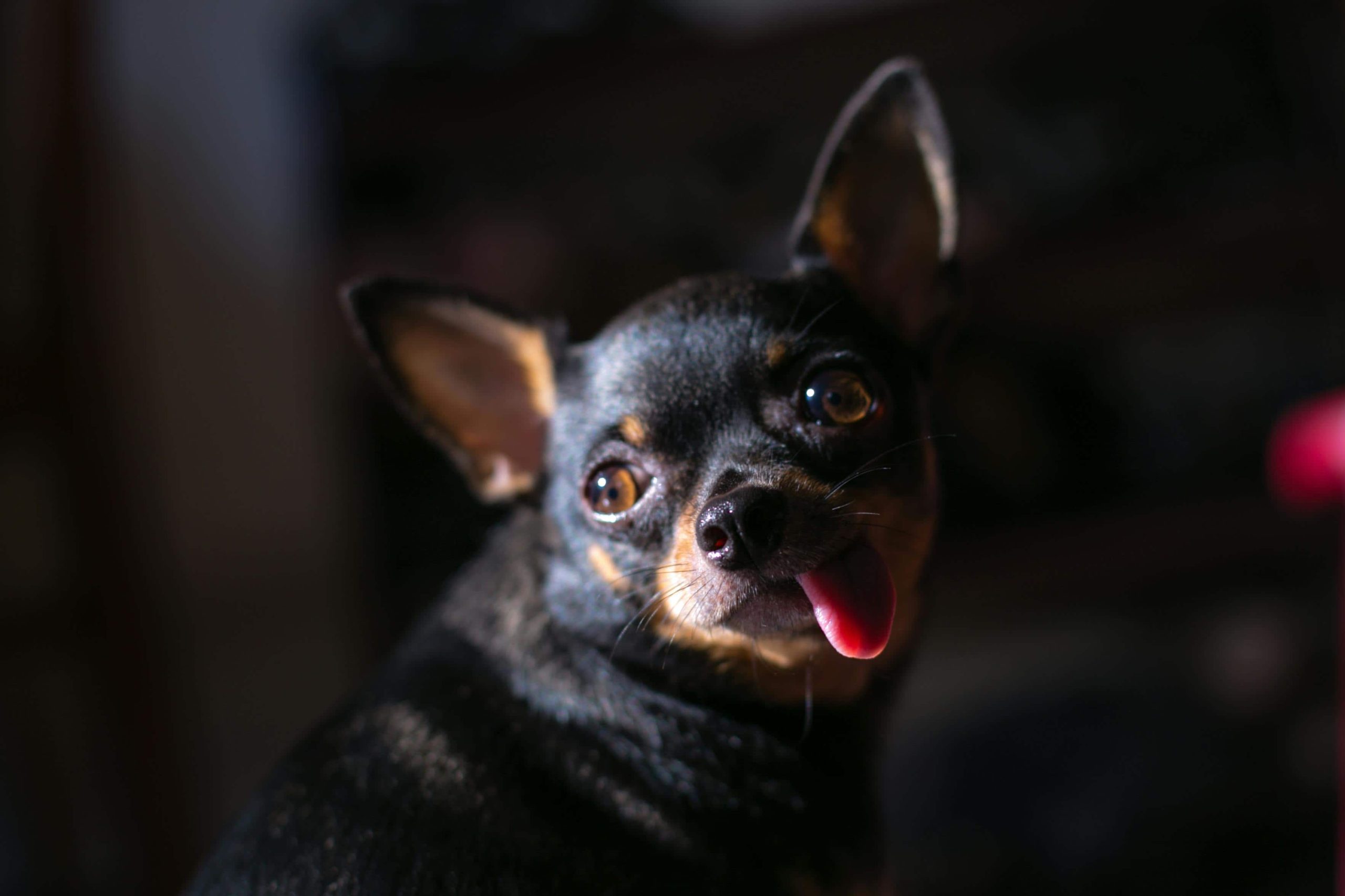 sindrome del perro pequeño chihuaha