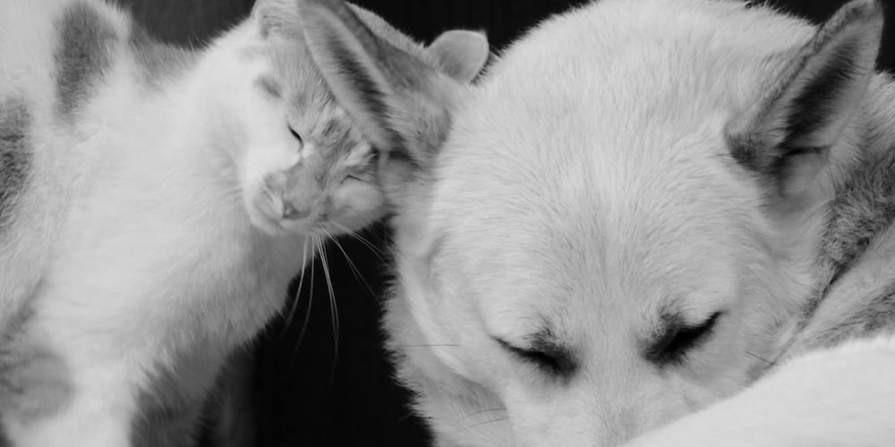 Qué es un seguro veterinario y para qué sirve