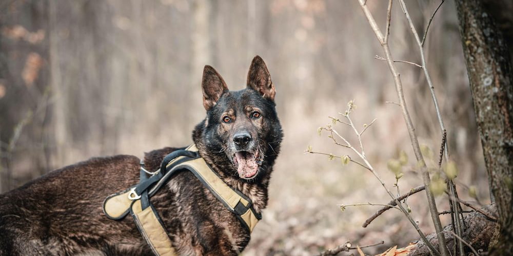 Todo lo que necesitas saber sobre los perros de trabajo.