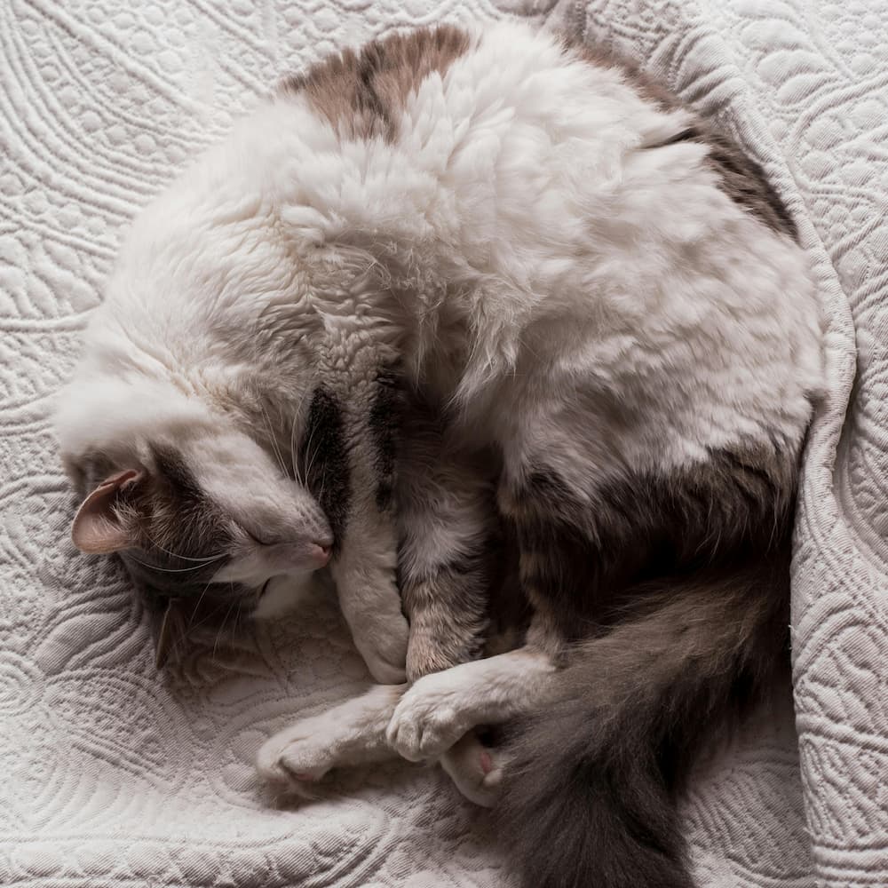 Consejos para que tu gato no te despierte por la noche