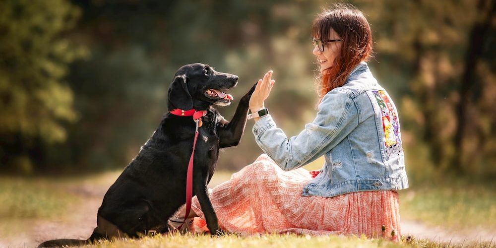 guia primeros auxilios perros