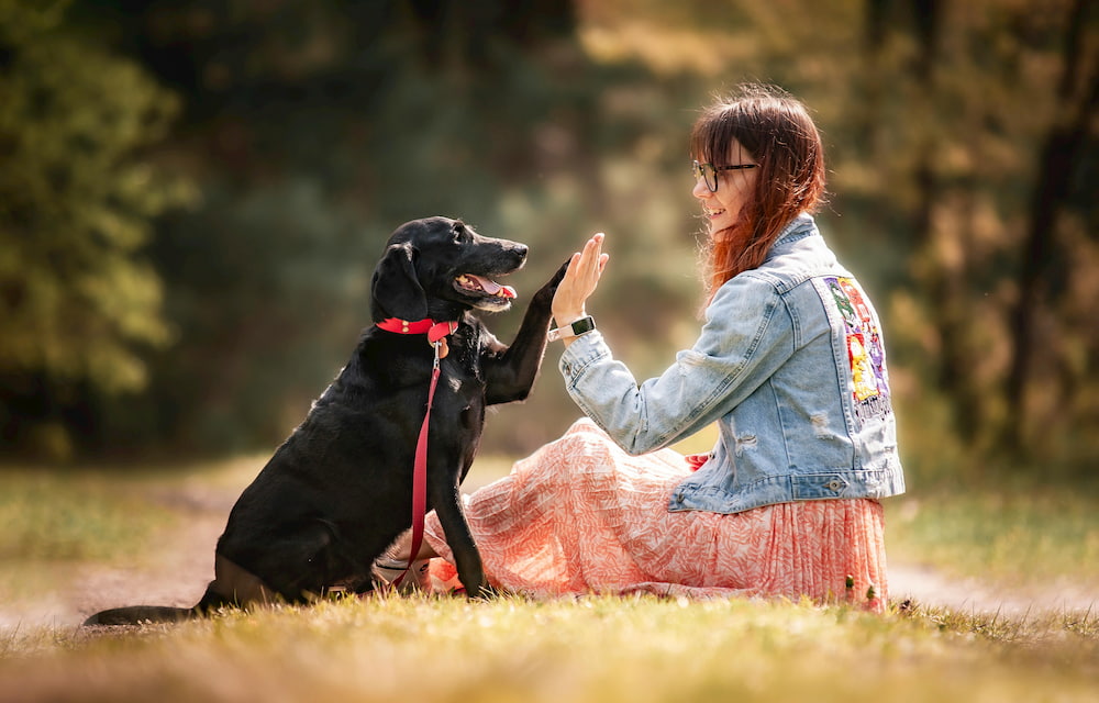 guia primeros auxilios perros