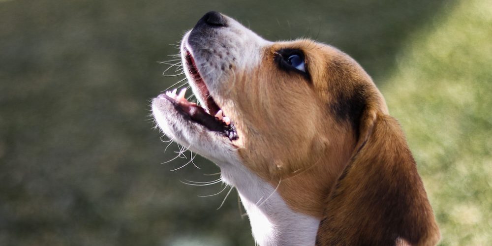 horario de comidas para un cachorro