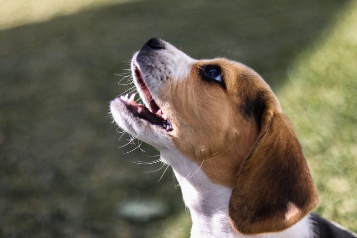 horario de comidas para un cachorro